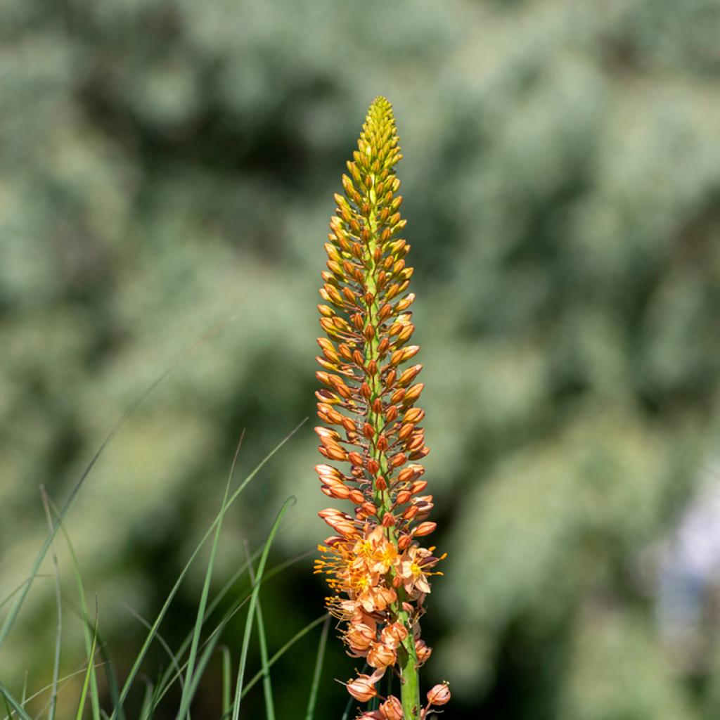 Eremurus Cleopatra Lis des steppes Une bulbeuse à hauts épis de — free download