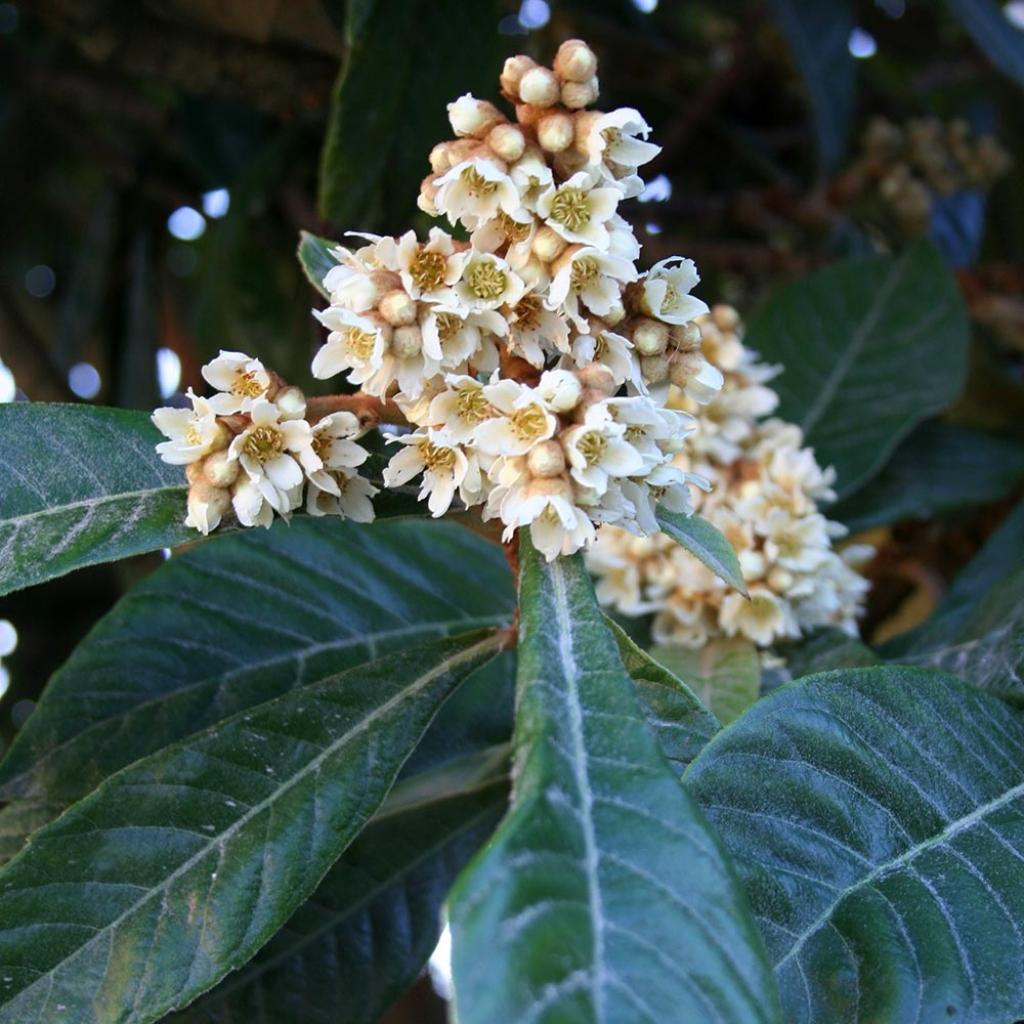 Néflier du Japon Eriobotrya japonica Bibacier Petit arbre — free download