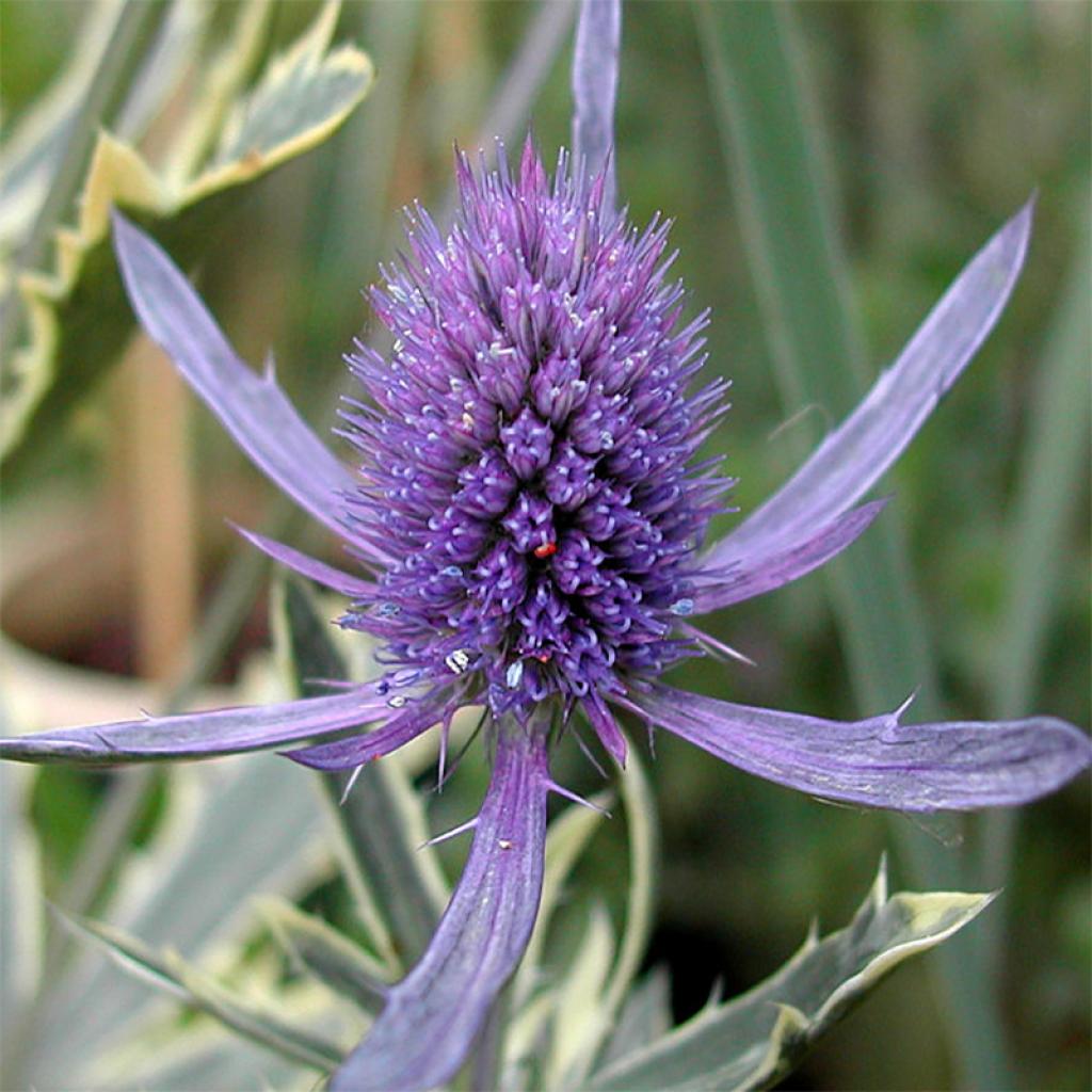 Eryngium planum Blauer Zwerg Chardon bleu à feuillage panaché