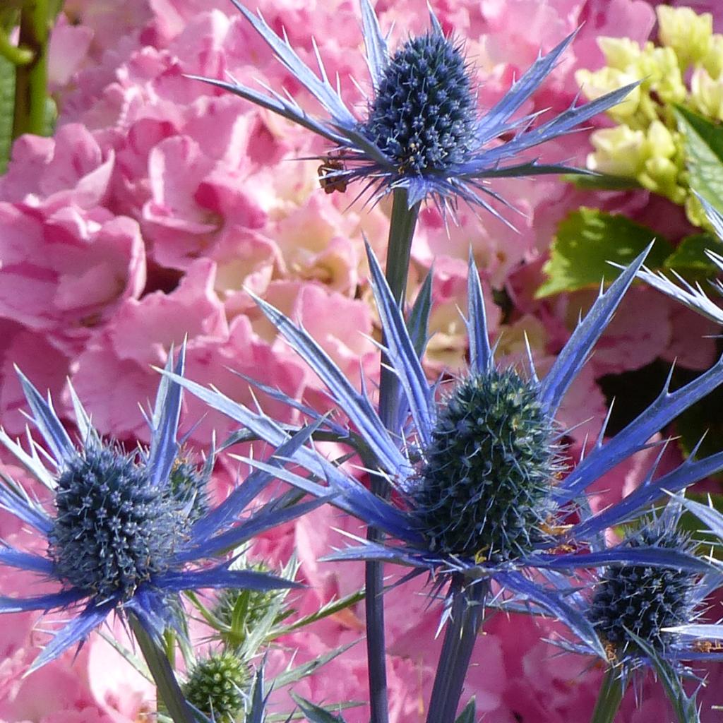 Eryngium zabelii Big Blue® Panicaut Un Chardon bleu très décoratif
