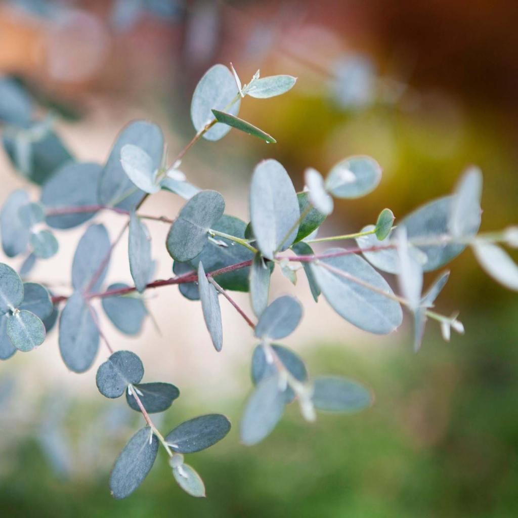 Eucalyptus gunnii Silverana Gommier cidre compact à feuillage bleu — free download