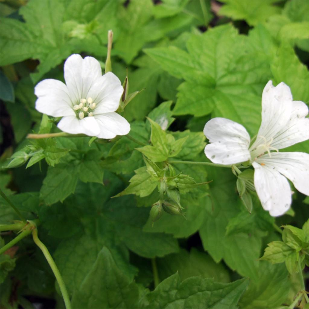 geranium-nodosum-silverwood-g-ranium-vivace-fleurs-blanc-argent