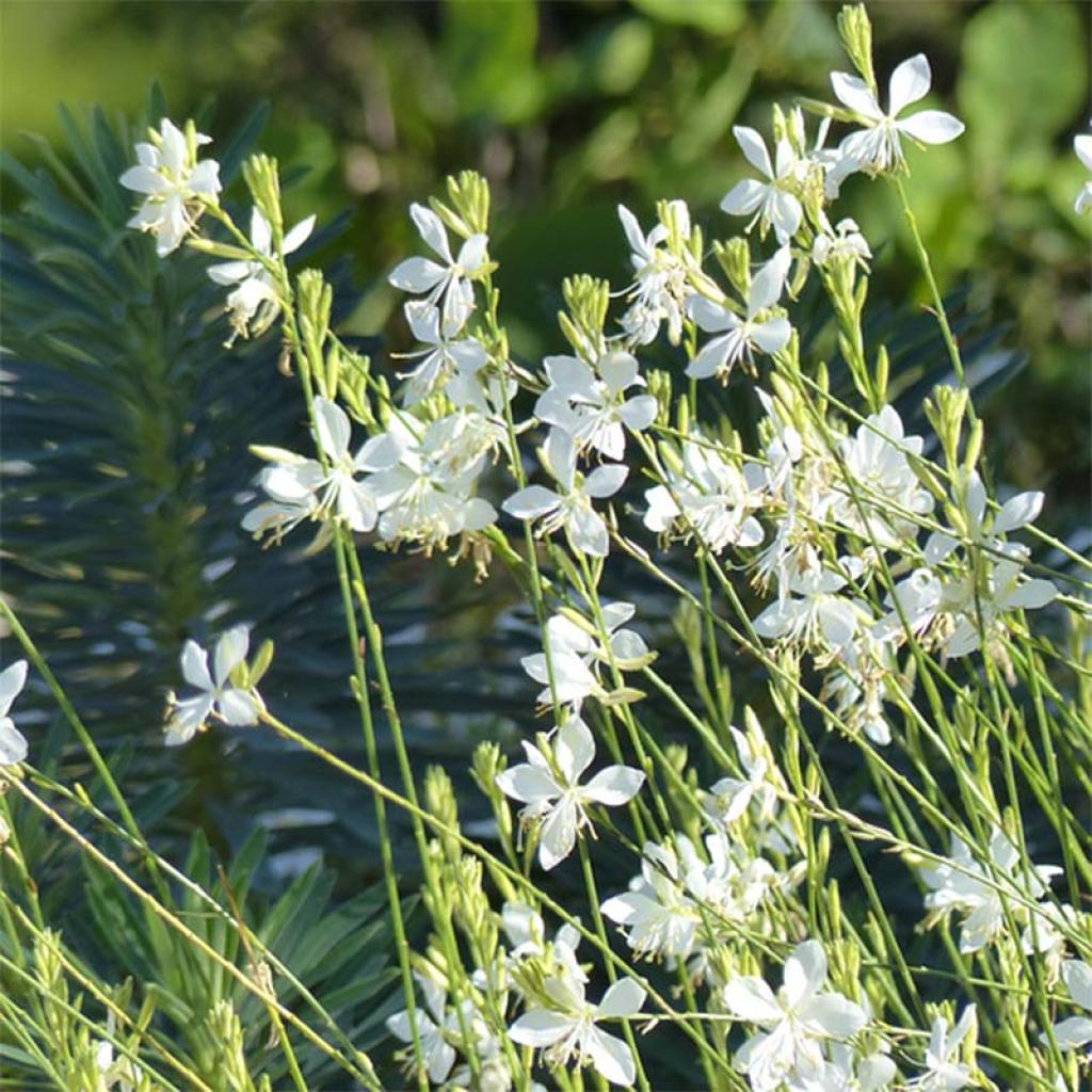Gaura Lindheimeri Snowbird Gaura De Lindheimer Compact Aux Fleurs gaura-lindheimeri-snowbird-gaura-de-lindheimer-compact-aux-fleurs