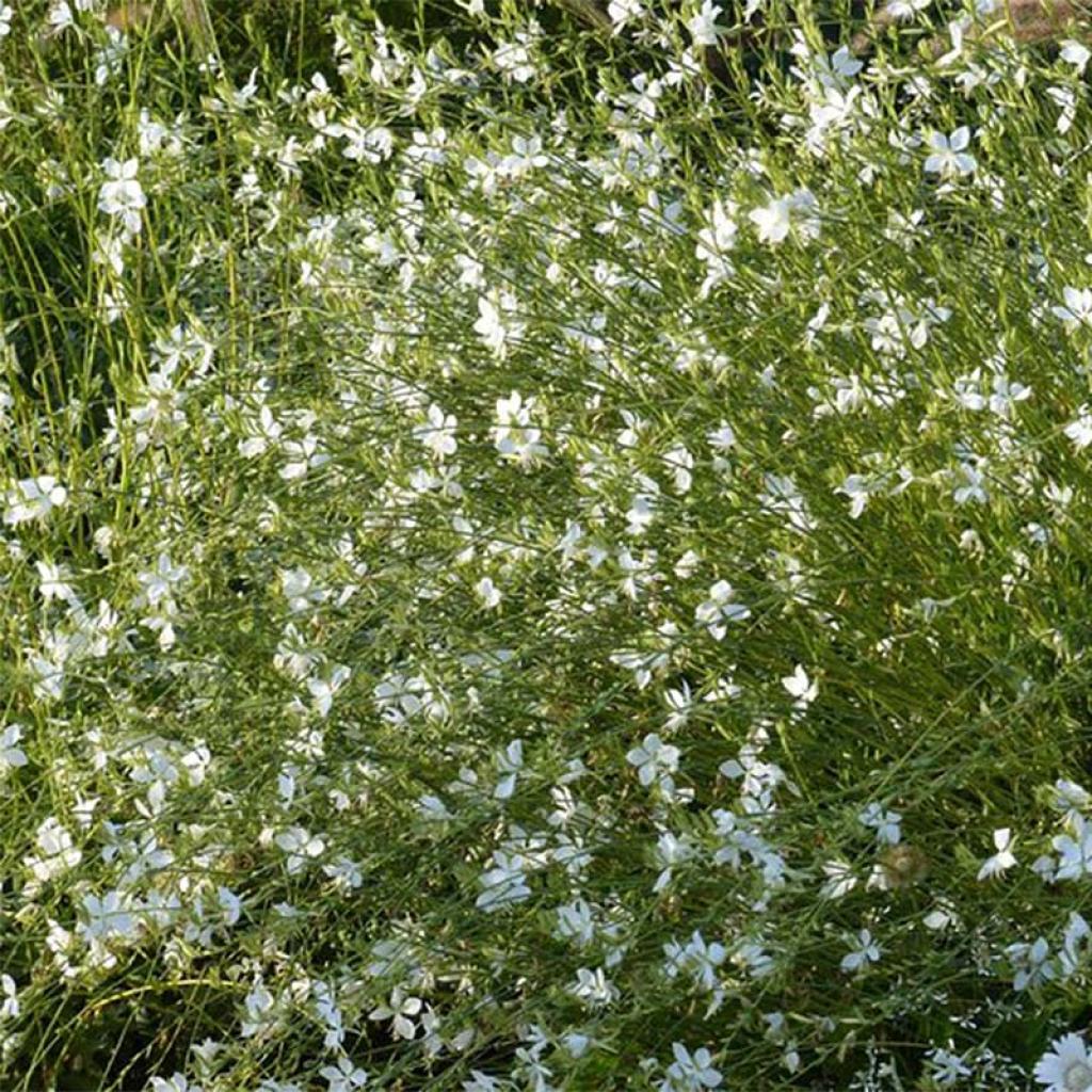 Gaura Lindheimeri Snowbird Gaura De Lindheimer Compact Aux Fleurs gaura-lindheimeri-snowbird-gaura-de-lindheimer-compact-aux-fleurs