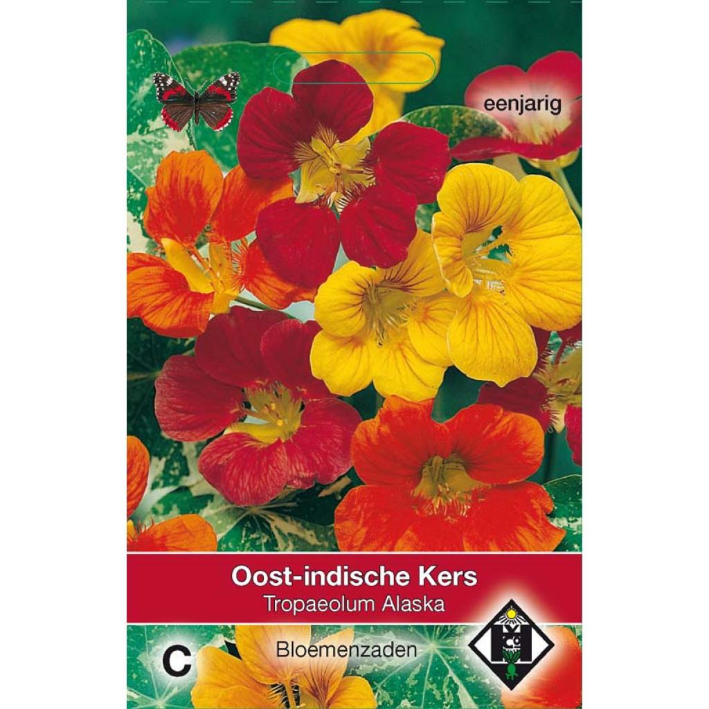 Graines Bio Capucine Naine Tropaeolum Majus - Fleurs Comestibles, Facile à Cultiver, Sachet