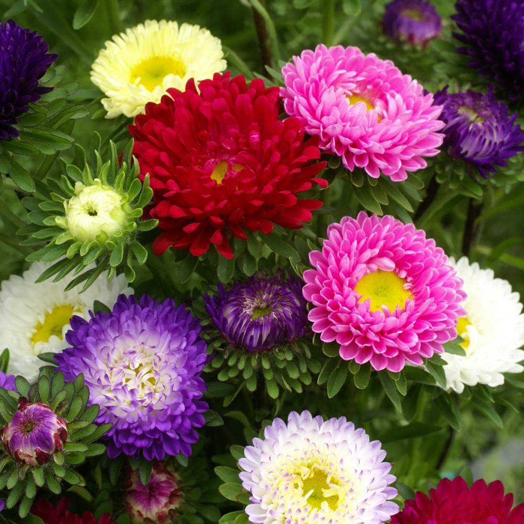 Graines Reine-Marguerite Unicum - Sachet De 100 Graines, Callistephus Chinensis, Fleurs Colorées Pour Massifs