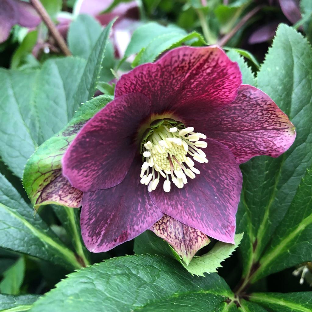 Helleborus orientalis ViV Victoria - Hellébore à floraison violette de ...