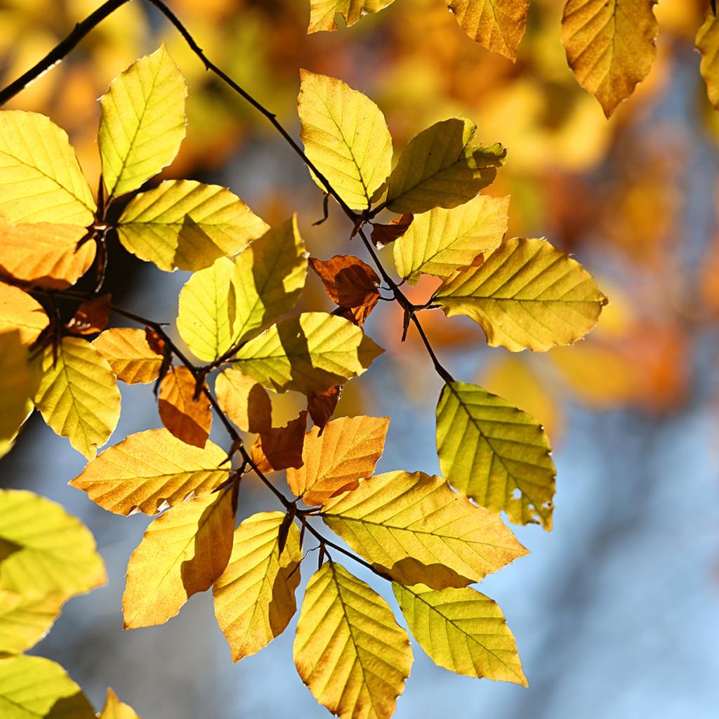 Fagus Sylvatica H tre Commun Arbre Populaire Au Feuillage Marcescent fagus-sylvatica-h-tre-commun-arbre-populaire-au-feuillage-marcescent