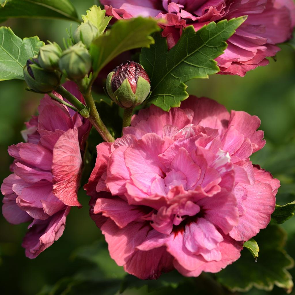 Hibiskus Duc De Brabant
