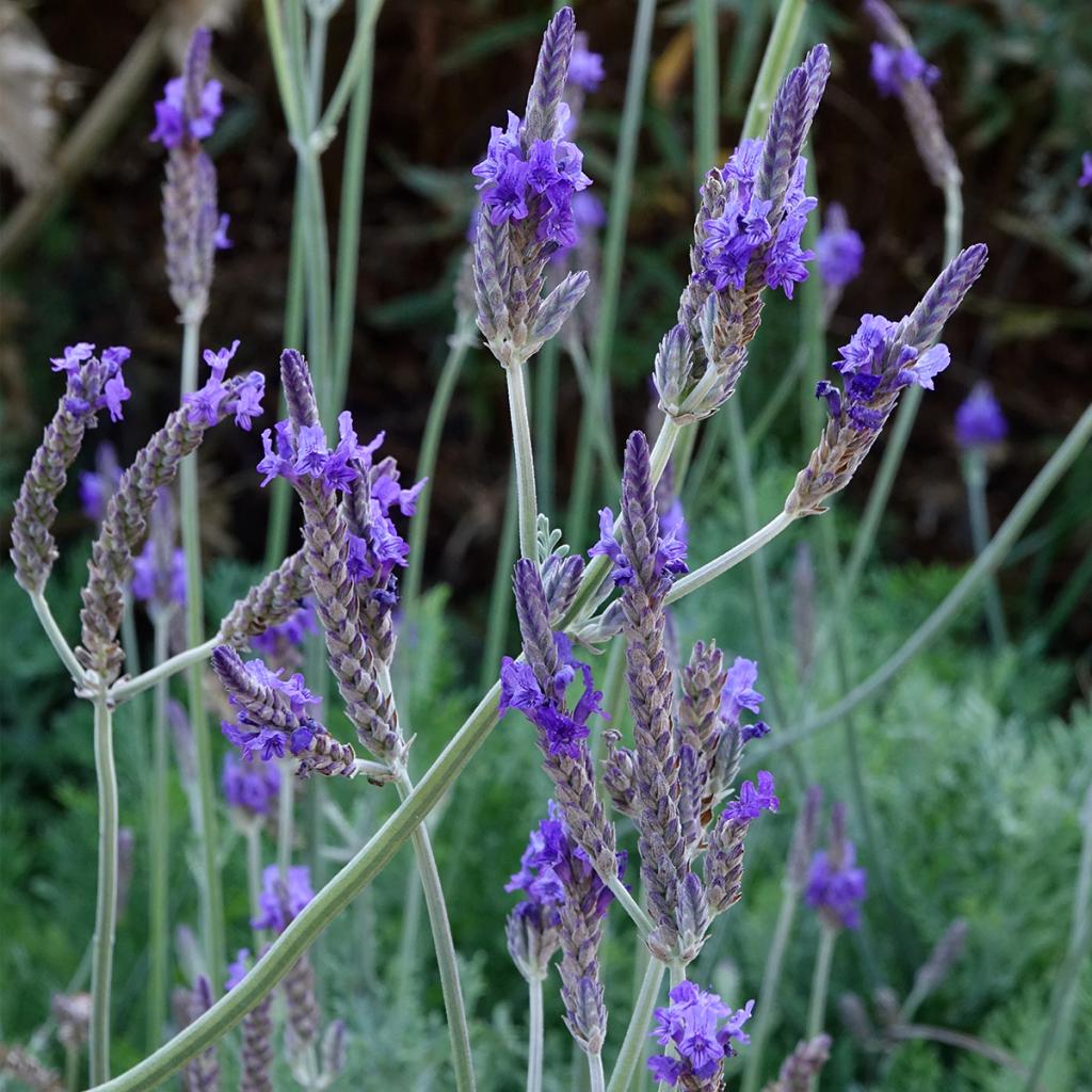 Lavandula Pinnata Var Pinnata Lavande Penn e De Canaries Feuilles Lavandula Pinnata Var Pinnata Lavande Penn e De Canaries Feuilles