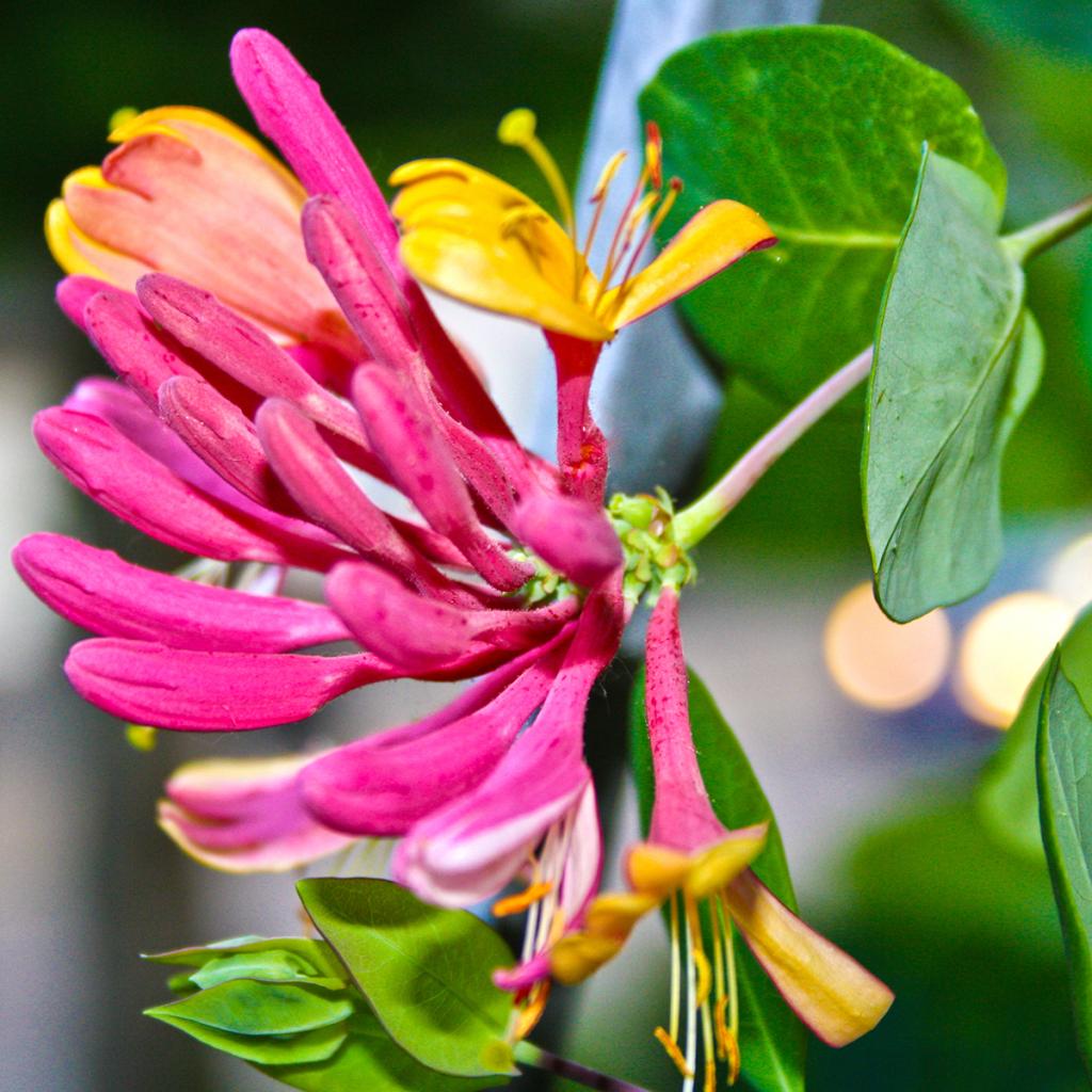 Chèvrefeuille 'Gold Flame' - Plante Grimpante Parfumée, Fleurs Rose-orange, Résistante Au Froid - 5