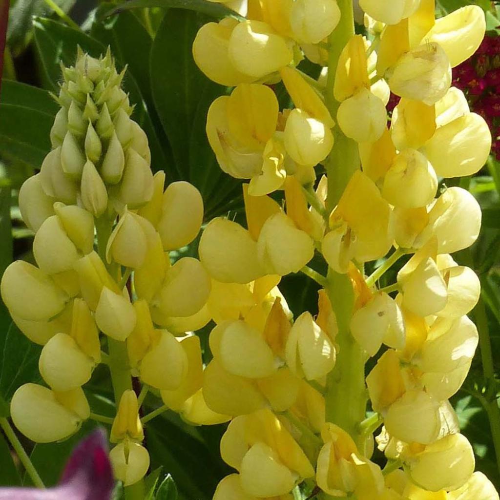 Graines De Lupin Jaune (Lupinus Luteus) - 10 Graines à Semer - Engrais Vert Naturel, Fleurs Jaunes Pour Massifs Et Pollinisateurs