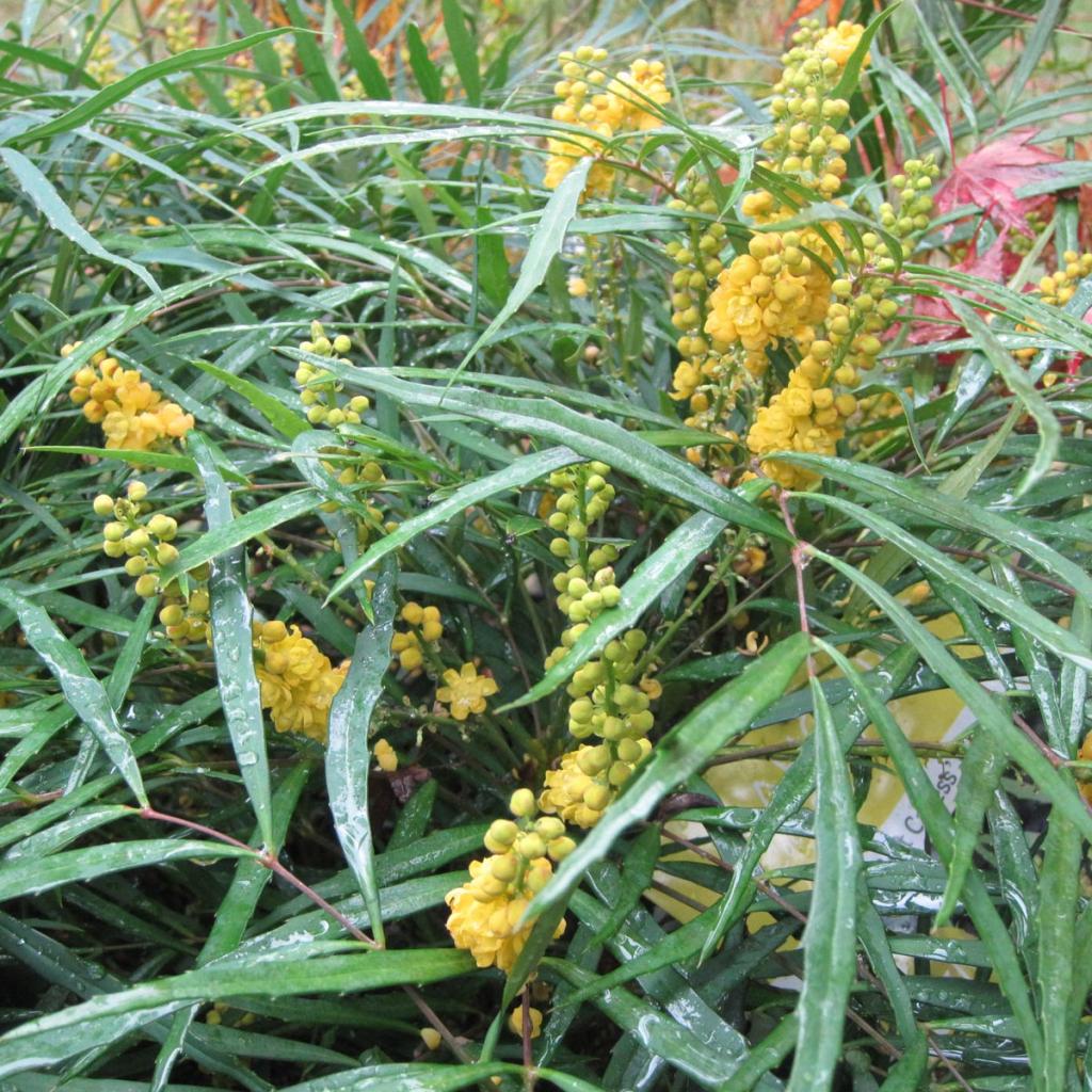 Mahonia Soft Caress - Mahonia hybride à feuillage original vert olive