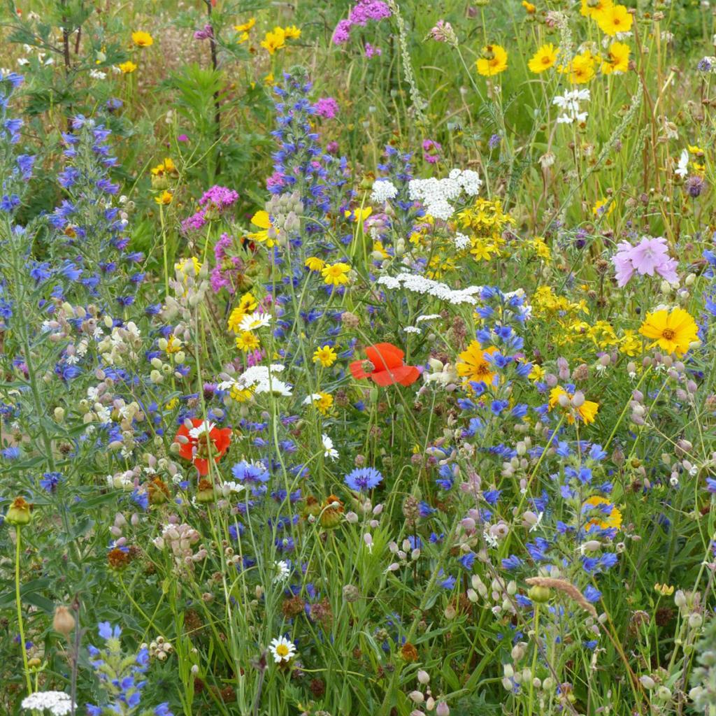Créez une prairie de fleurs sauvages en 3 semaines : le mélange de