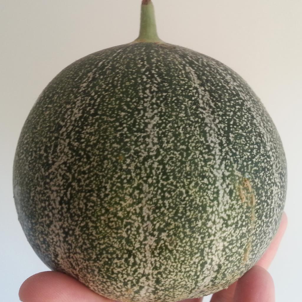 Melon Petit gris de Rennes Graines potagères — free download