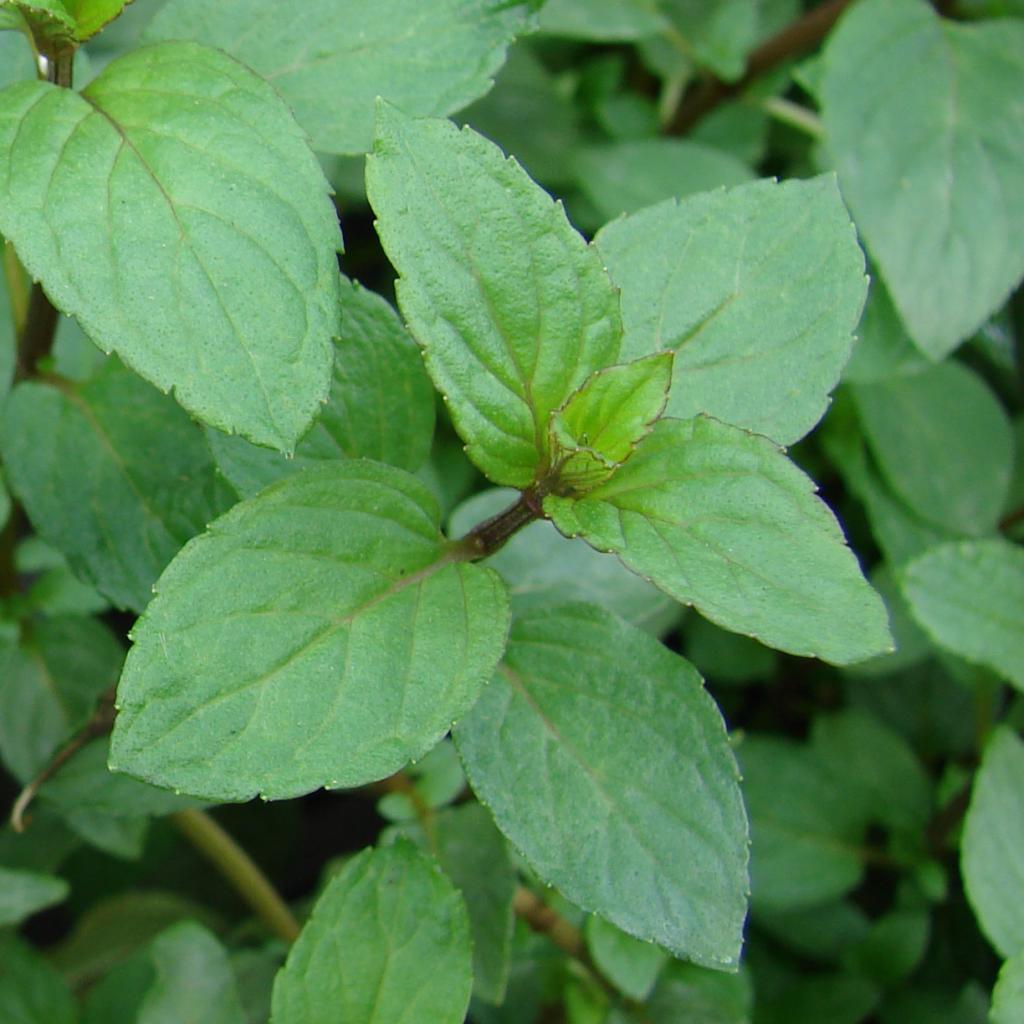 Menthe Réglisse Mentha x piperita Plant d'aromatique BIO — free download