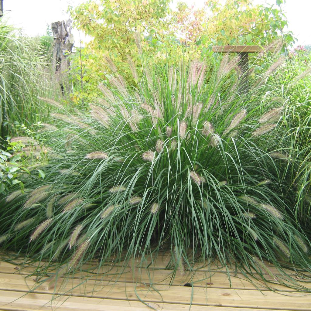 Herbe Aux écouvillons 'Hameln' - Graminée Décorative Vivace - Inflorescences Moelleuses - Conteneur 2 Litres