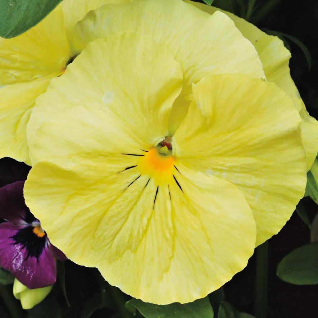 Pens e Grandes Fleurs F1 Raviola Pure Lemon Viola X Wittrockiana pens-e-grandes-fleurs-f1-raviola-pure-lemon-viola-x-wittrockiana