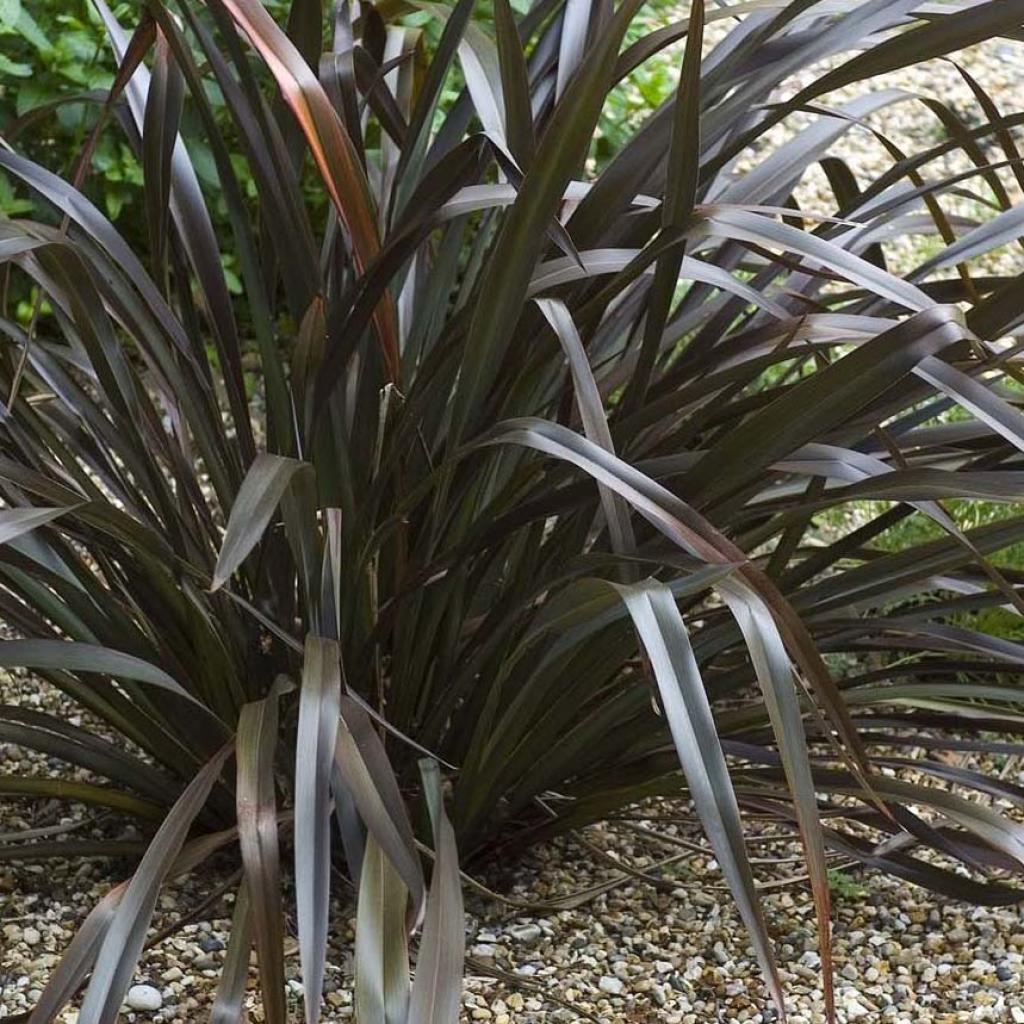 phormium-cookianum-black-adder-belle-vivace-aux-longues-feuilles