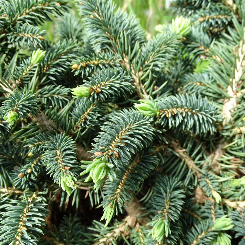 Picea pungens Sonia Epicea bleu Sapin bleu nain à port arrondi — free download