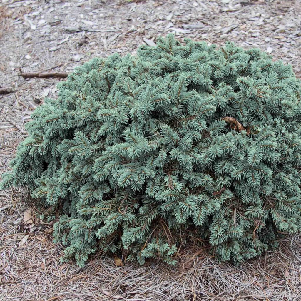 Picea pungens Waldbrunn Epicea, sapin bleu nain en forme de nid — free download
