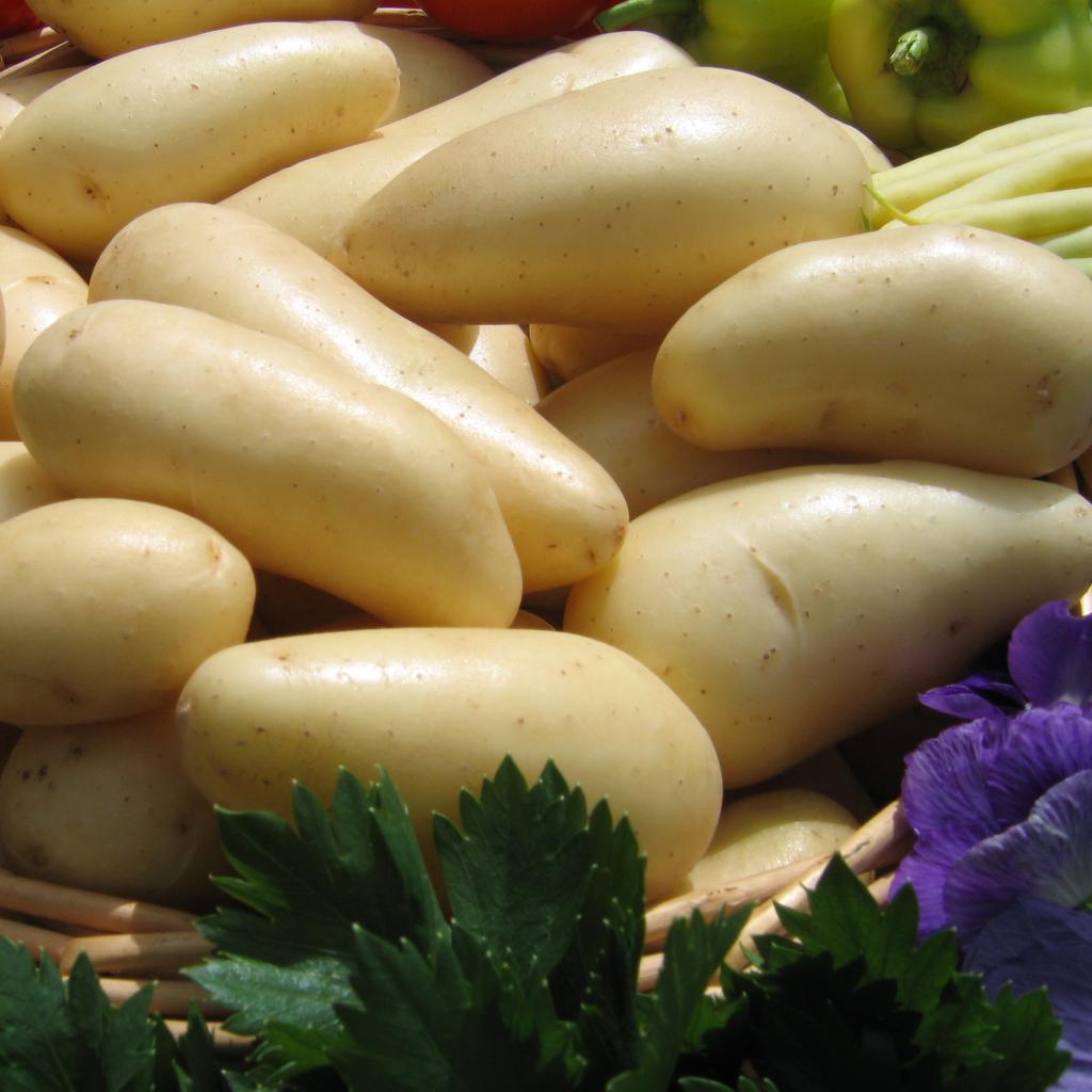 Pomme de terre Annabelle plants précoce à chair ferme — free download