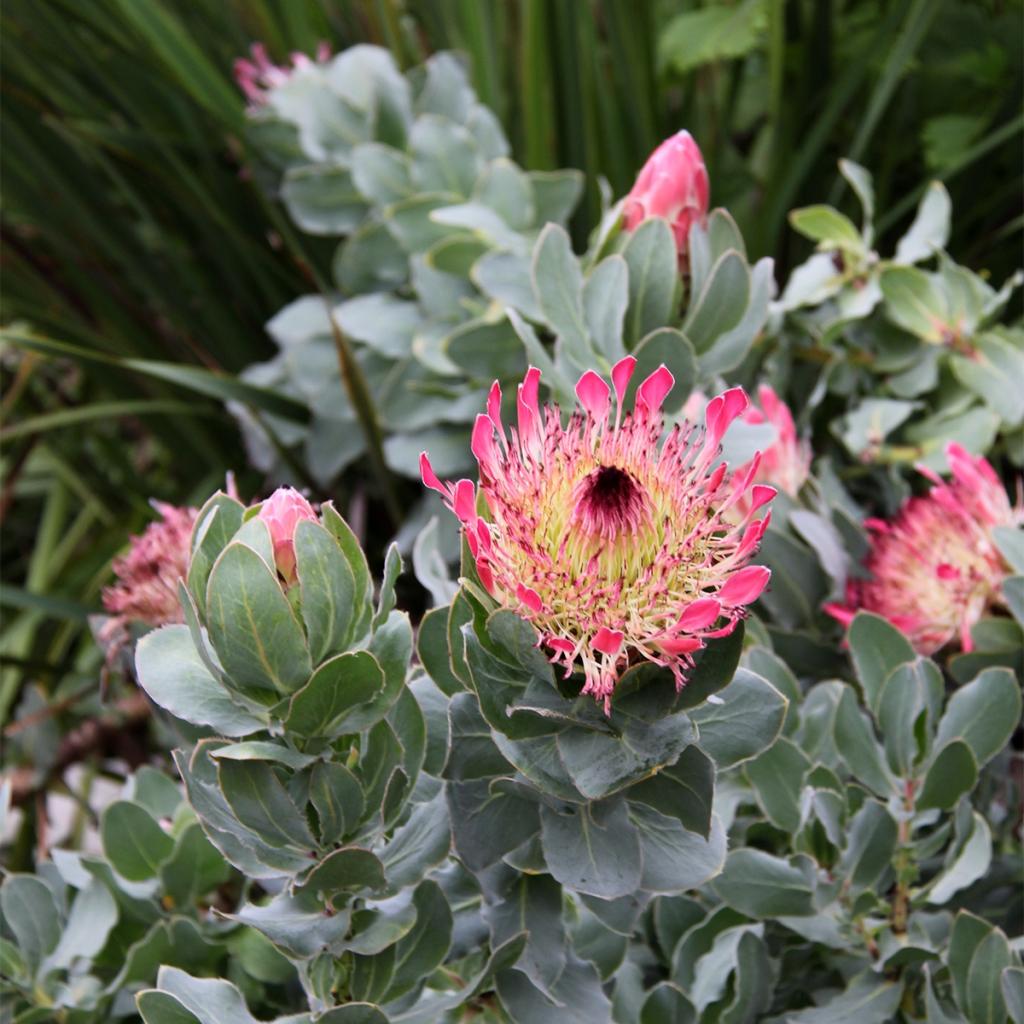Protea eximia - Protée arbustive sud africaine à larges feuilles et ...