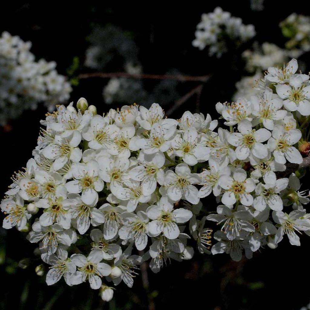 Prunus mahaleb Cerisier de sainte Lucie à floraison blanche parfumée — free download