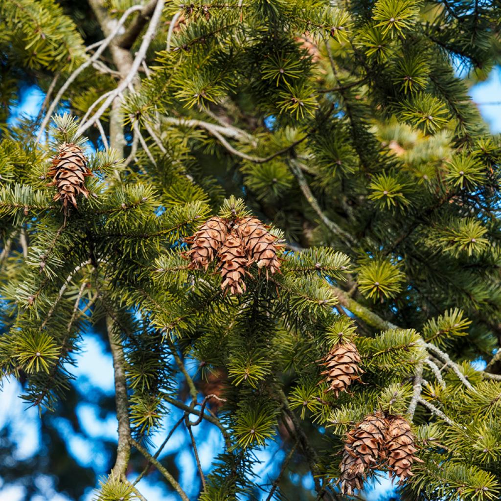 Pin De Douglas (Pseudotsuga Menziesii) En Conteneur 3-4 Litres - Jeune Pousse Conique, Pour Extérieur, Plein Soleil