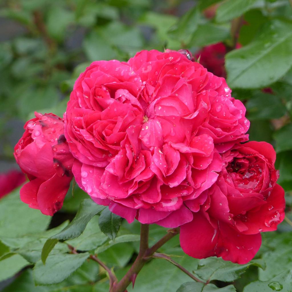 Rosier Merveille Des Rouges Rosier Red Leonardo da Vinci ® Meiangele - Petit arbuste très remontant ...