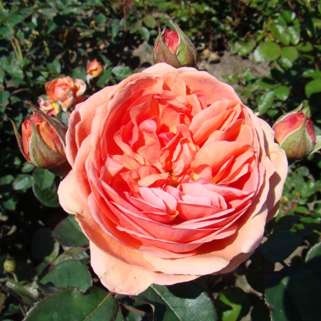 Rosier Park Abbey Rose - Buisson à fleurs groupées rose corail parfumées