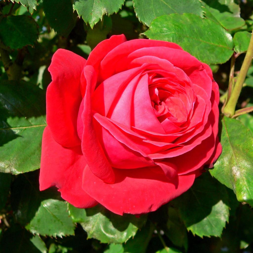 Rosier Dame De Coeur