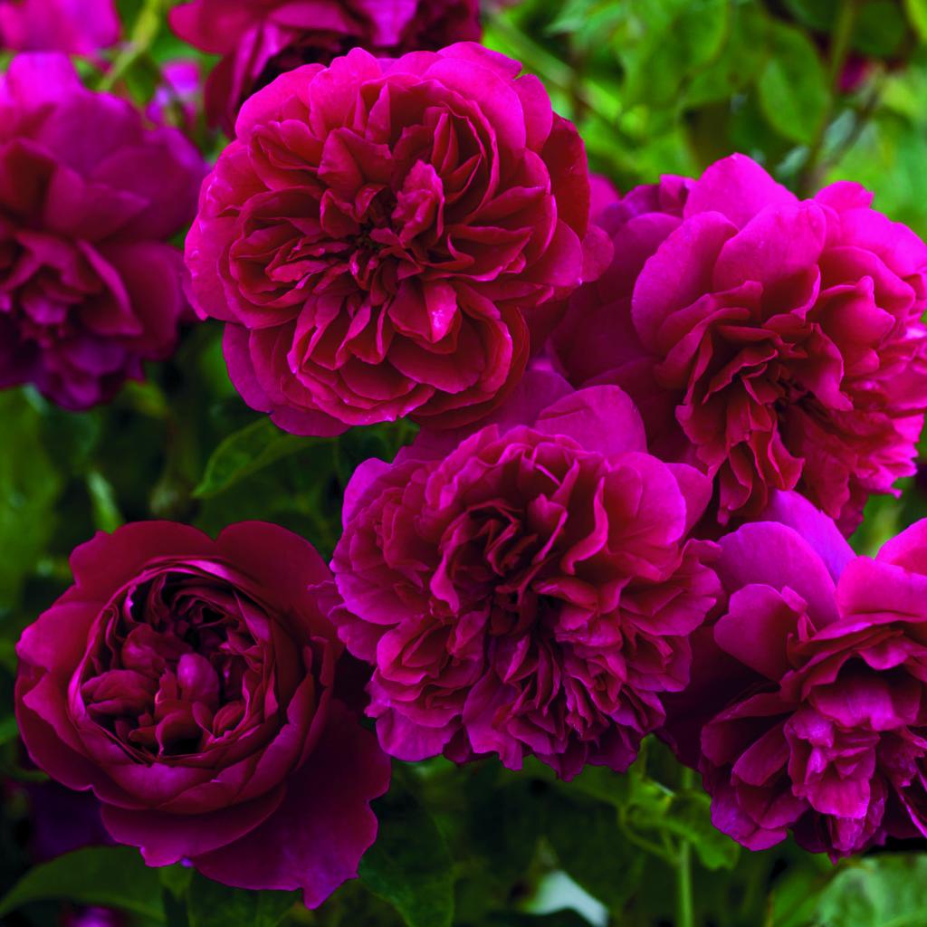 Rosa Thomas à Becket® - Auswinston - Rose anglaise David Austin - Des ...