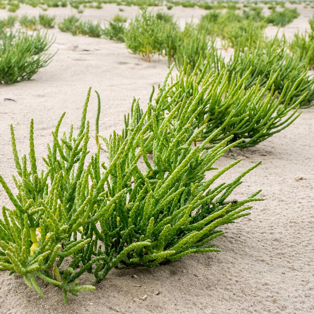 Salicorne d'Europe ou Cornichon de mer Salicornia europaea Plant