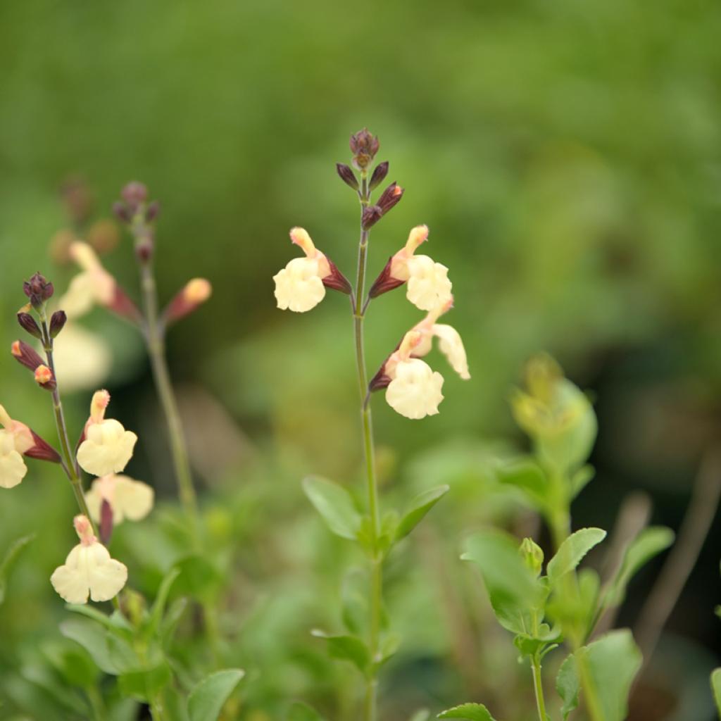 Salvia Jamensis Melen Sauge Arbustive Jaune Clair salvia-jamensis-melen-sauge-arbustive-jaune-clair
