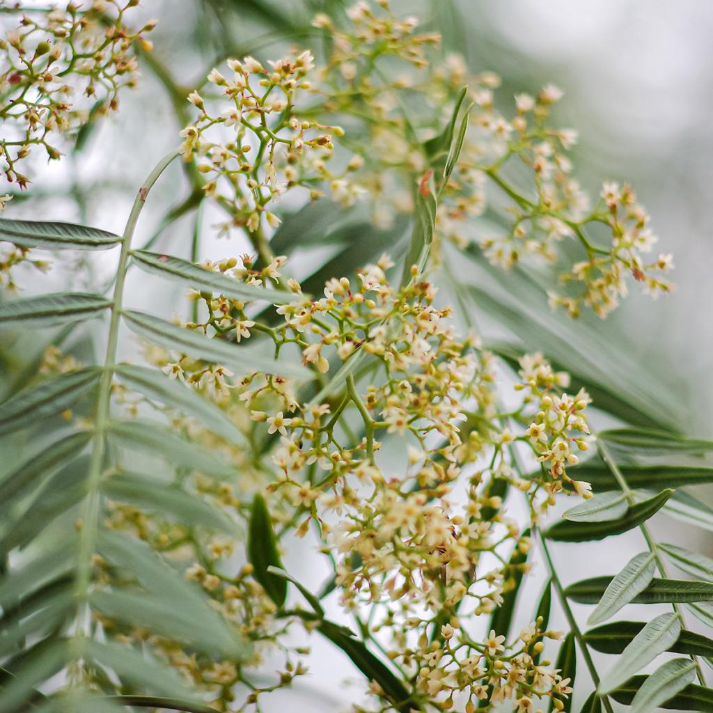 Schinus molle Fauxpoivrier, petit arbre à feuillage et fruits décoratifs — free download