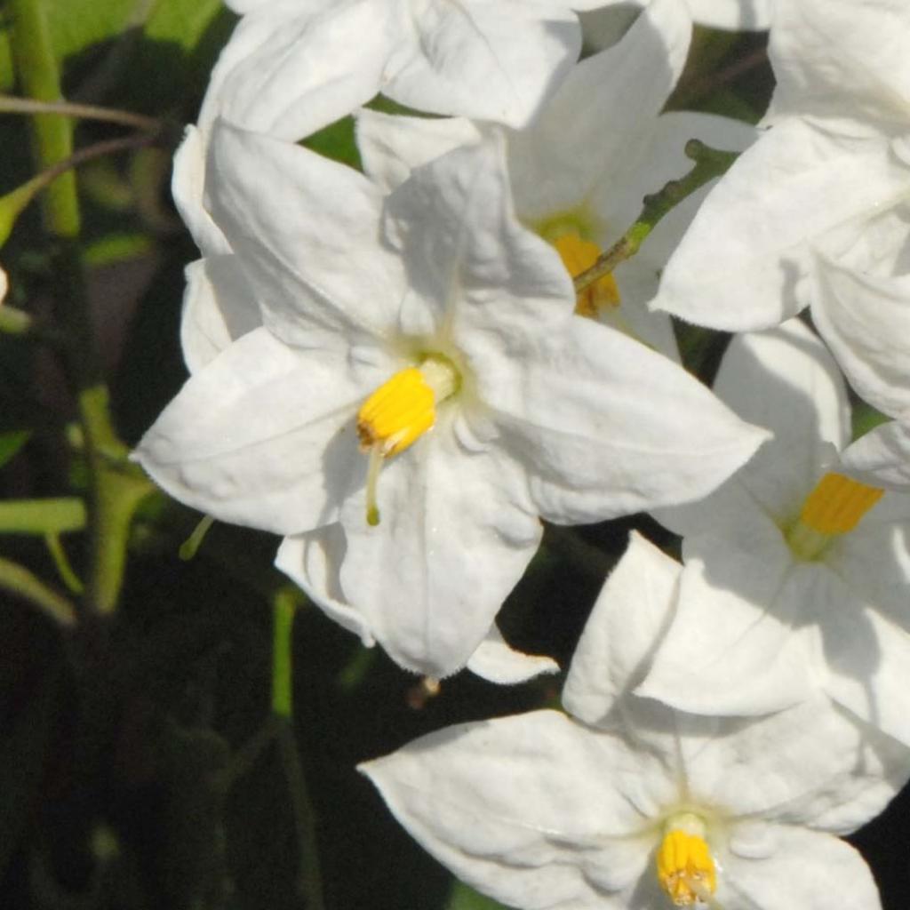 Morelle Faux Jasmin - Solanum Jasminoides | Plante Grimpante Vivace - Floraison Blanche Ou Violette - 2,5 à 3 M - 5