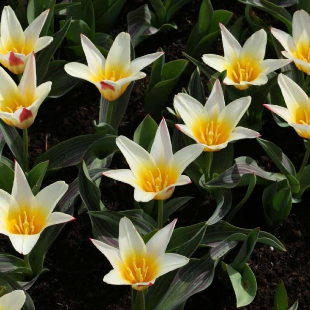 10 Bulbes De Tulipe Clusiana (tulipe De Perse) - Variété Botanique étoilée, Fine, Pour Naturalisation