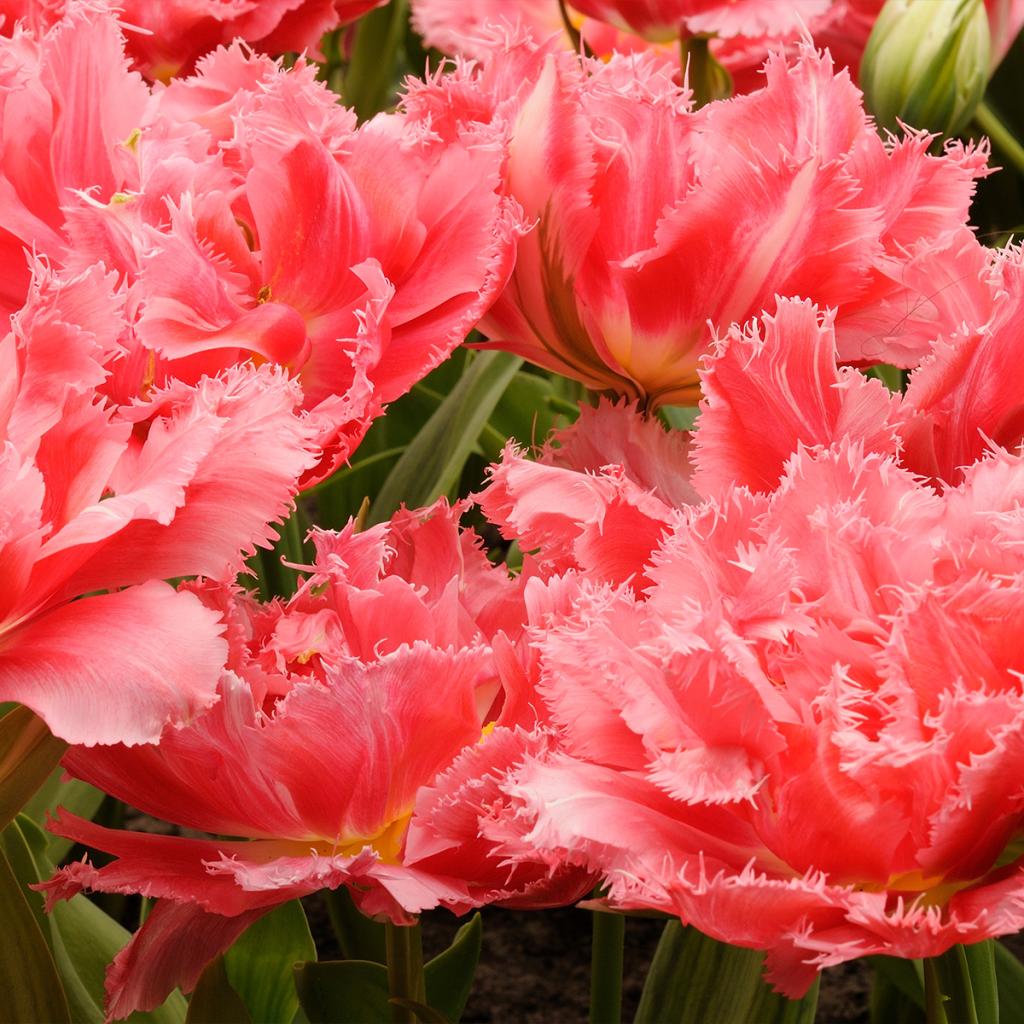 Tulipe, Brisbane, Double, Tulipe, Frangée – Très Vert Bulbes à Fleurs