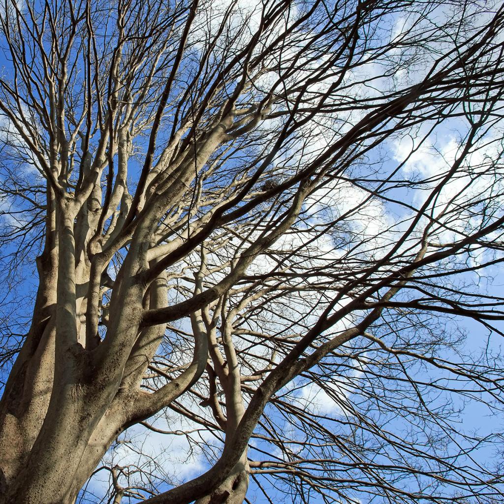 Ulmus pumila Orme de Sibérie Arbre caduc — free download