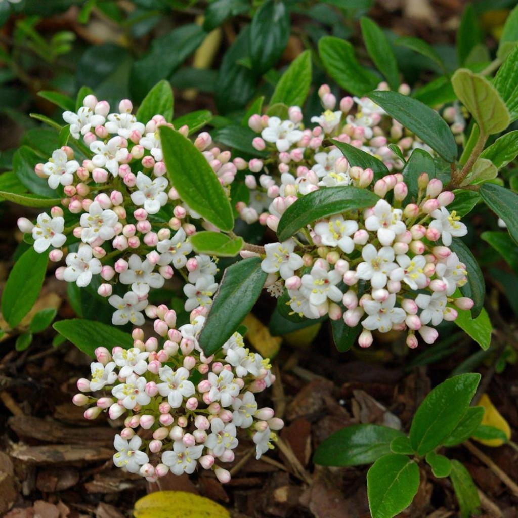 Viburnum burkwoodii Conoy Viorne de Burkwood compact à fleurs