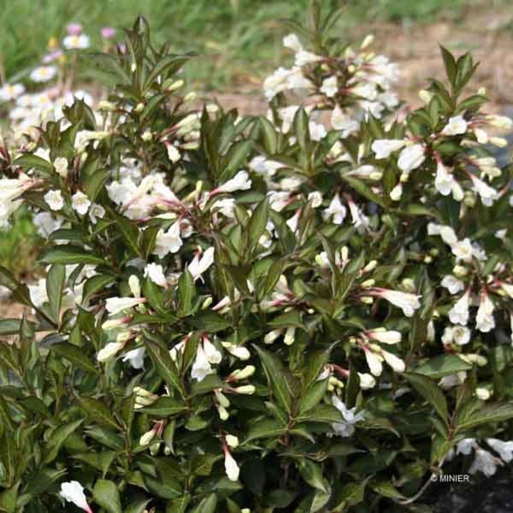 Weigela Black and White Arbuste nain au beau contraste blanc et noir