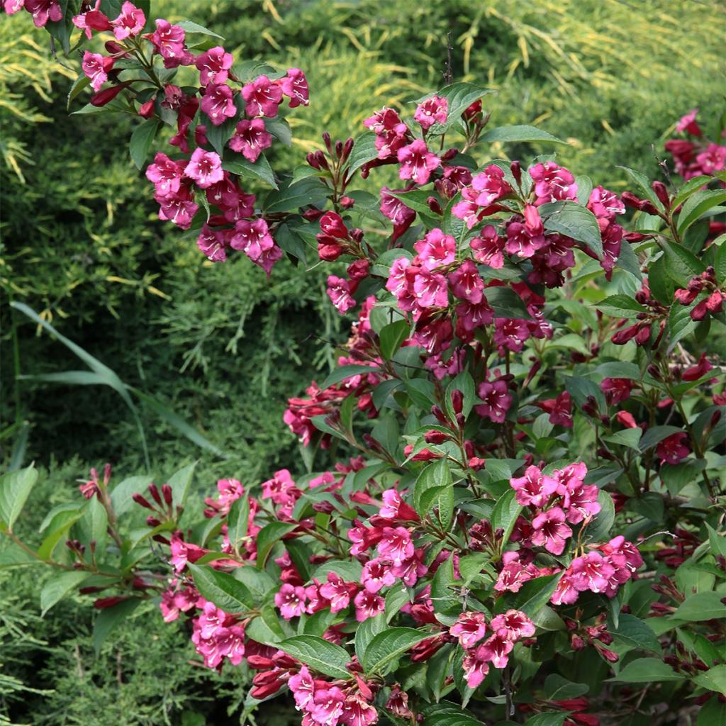 Weigela Minuet Weigela nain à fleurs rose pourpré