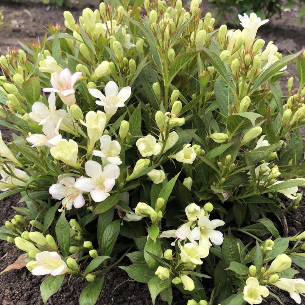 Weigela Picobella Bianco Weigélia nain à floraison blanche remontante