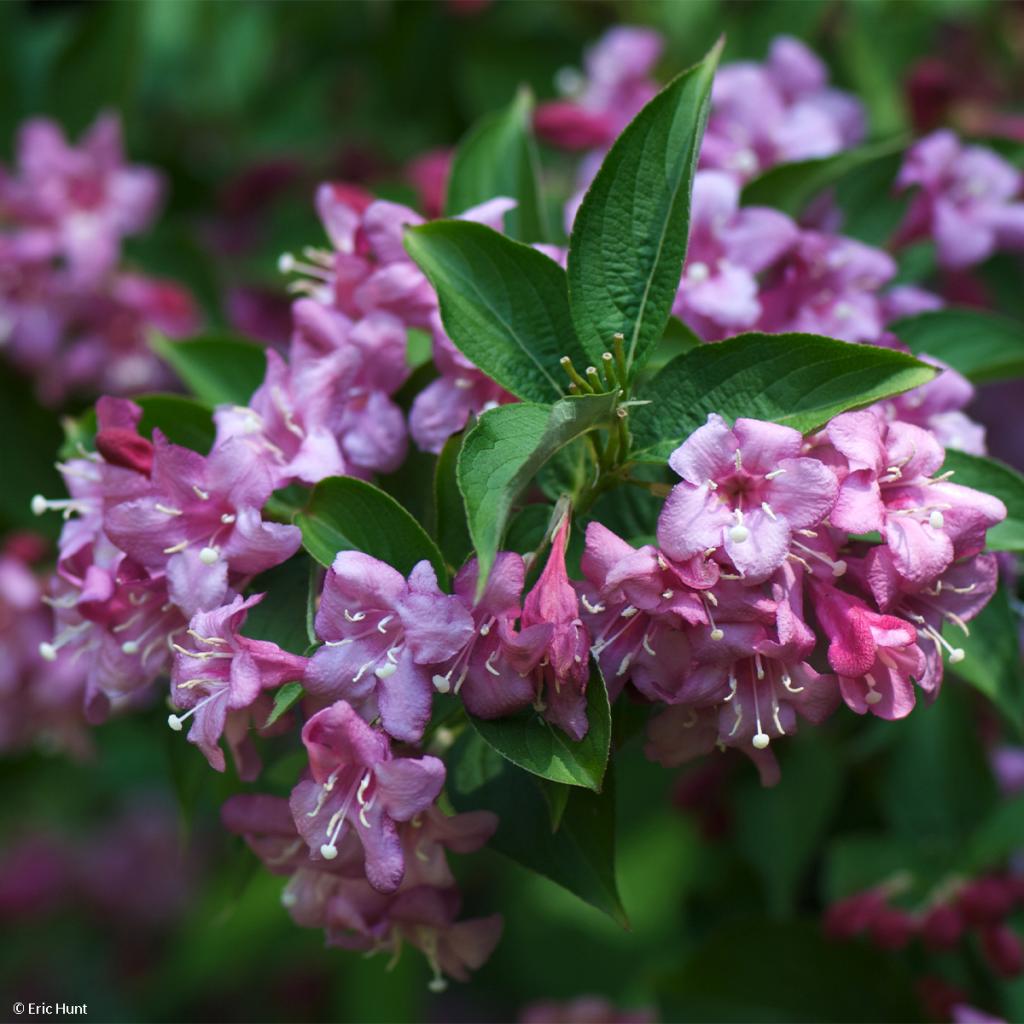 Weigela florida Korea Weigélie à floraison rose pourpré