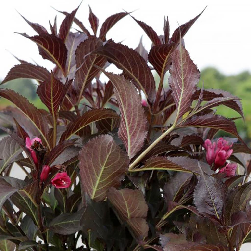 Weigela florida Naomi Campbell Weigélia compact au feuillage chocolat