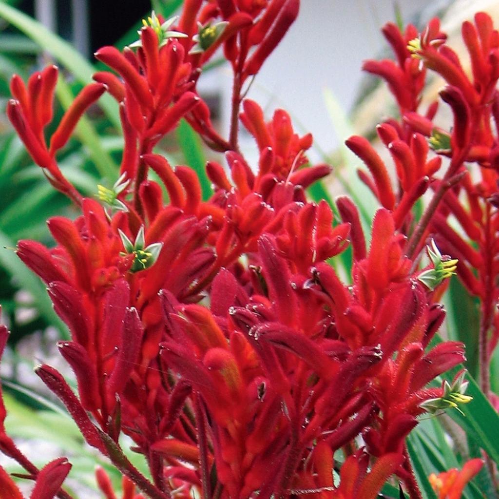 Anigozanthos Bush Inferno Patte de Kangourou à fleurs rouges très florifère