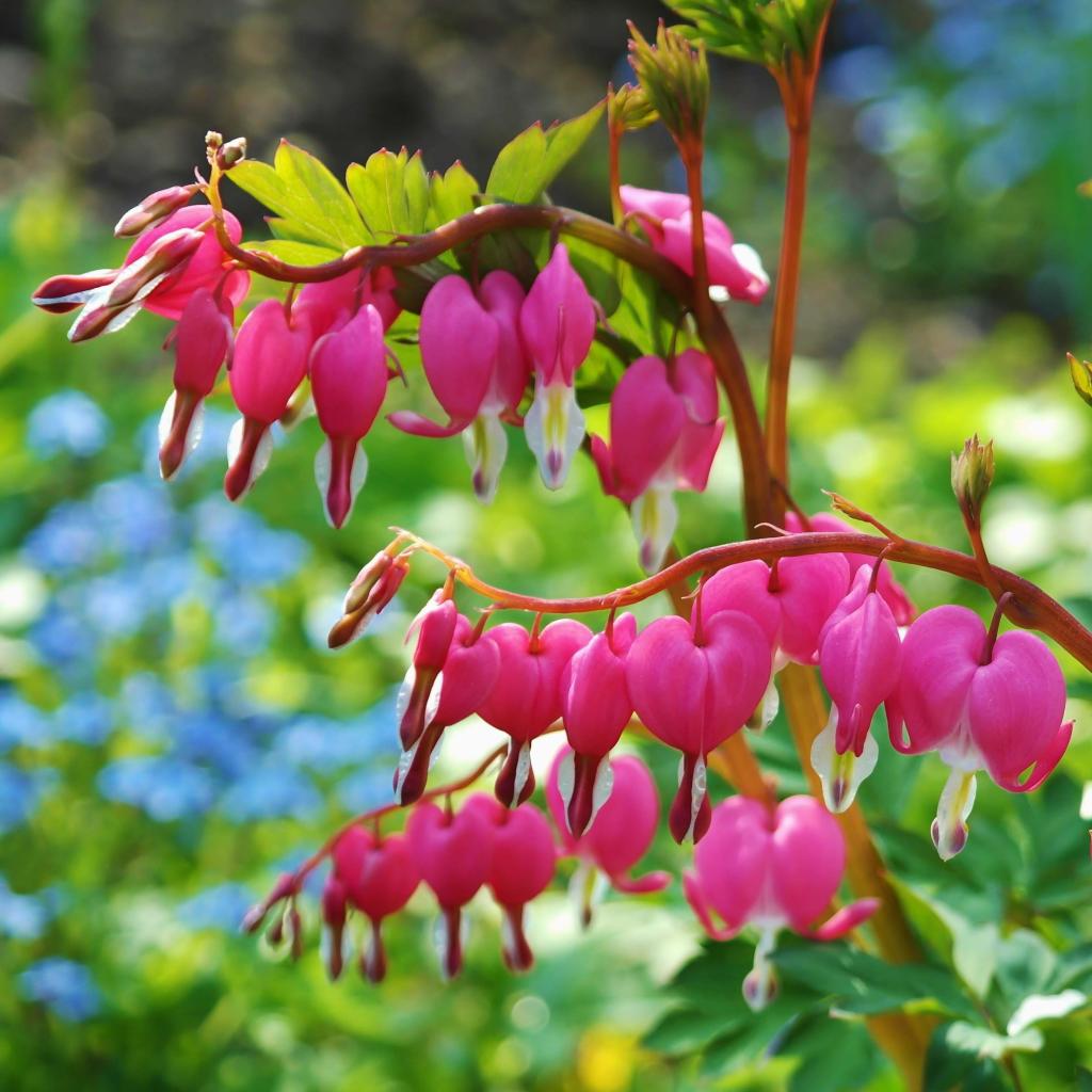 Dicentra spectabilis Cœur de Marie D'adorables fleurs en forme de cœur — free download