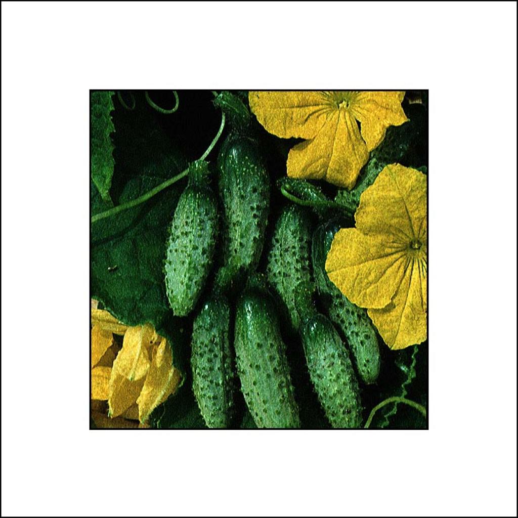 Cornichon Vert Petit de Paris Graines potagères