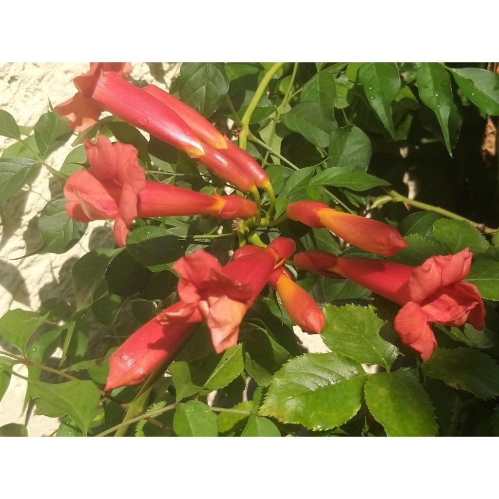Bignone Madame Galen - Plante Grimpante Rouge-Orange - Floraison Juillet à Septembre - Pot 3 Litres